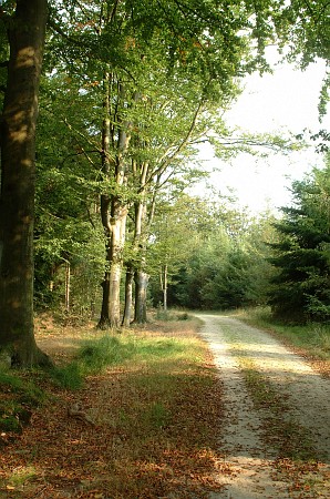 Foto  van omgeving Langweer, gemeente Skarsterl�n, provincie Friesland (Frysl�n)