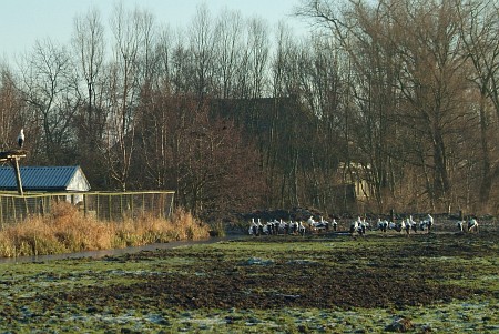 Foto  van omgeving Akmarijp, gemeente Skarsterl�n, provincie Friesland (Frysl�n)