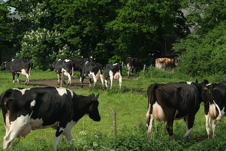 Foto van omgeving Drachten, gemeente Smallingerland, provincie Friesland (Fryslân) Foto van omgeving Drachten, gemeente Smallingerland, provincie Friesland (Fryslân)