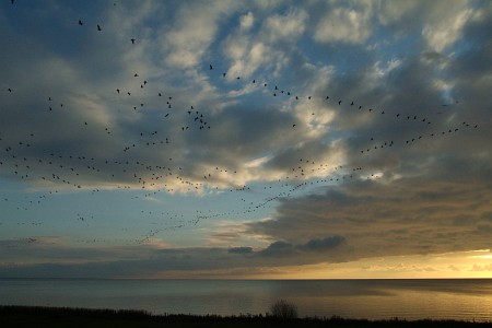 Foto  van omgeving Langweer, gemeente Skarsterl�n, provincie Friesland (Frysl�n)