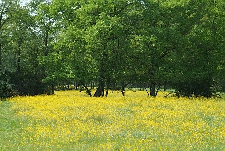 Foto  van omgeving Boornzwaag, gemeente Skarsterl�n, provincie Friesland (Frysl�n)