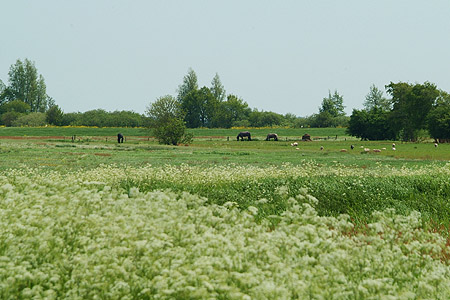 Foto  van omgeving Oldeouwer, gemeente Skarsterl�n, provincie Friesland (Frysl�n)