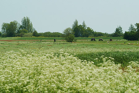 Foto  van omgeving Oldeouwer, gemeente Skarsterl�n, provincie Friesland (Frysl�n)
