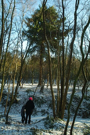 Foto  van omgeving Haskerhorne, gemeente Skarsterl�n, provincie Friesland (Frysl�n)