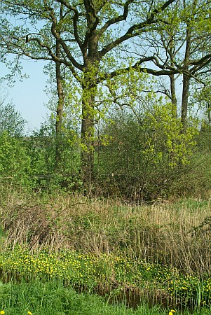 Foto  van omgeving Sint Nicolaasga, gemeente Skarsterl�n, provincie Friesland (Frysl�n)