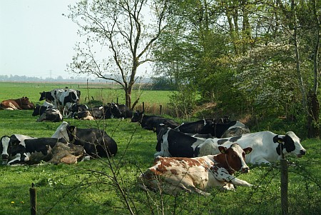 Foto  van omgeving Langweer, gemeente Skarsterl�n, provincie Friesland (Frysl�n)
