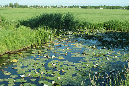 Foto  van omgeving Snikzwaag, gemeente Skarsterl�n, provincie Friesland (Frysl�n)
