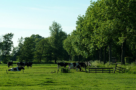 Foto  van omgeving Langweer, gemeente Skarsterl�n, provincie Friesland (Frysl�n)