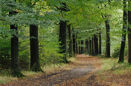 Foto  van omgeving Akmarijp, gemeente Skarsterl�n, provincie Friesland (Frysl�n)